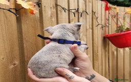 Chihuahua dogs for sale: Beautiful Tiny Chihuahua puppies - Image 4