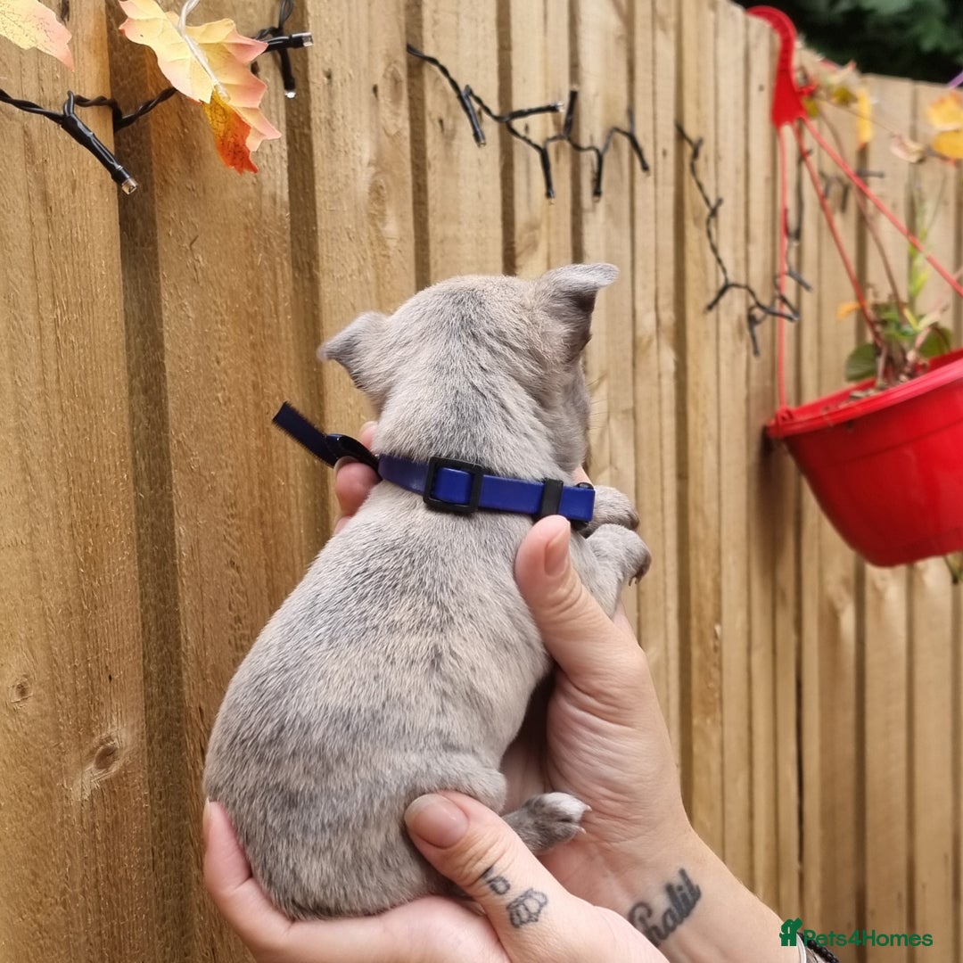 Chihuahua dogs for sale: Beautiful Tiny Chihuahua puppies - Image 4