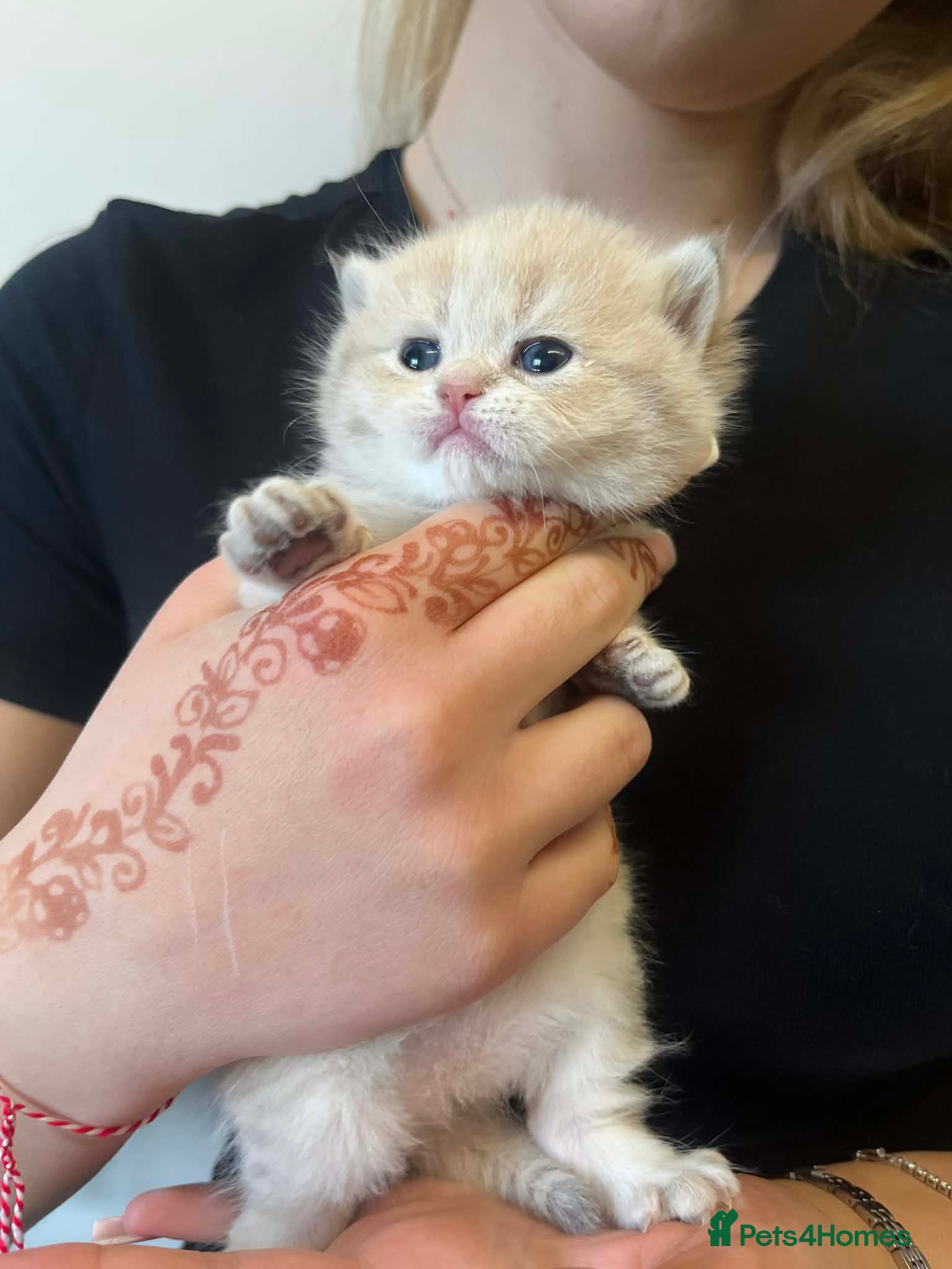 British Shorthair cats British shorthair kittens  - Advert 4