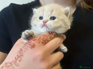 British Shorthair cats British shorthair kittens - Advert 4