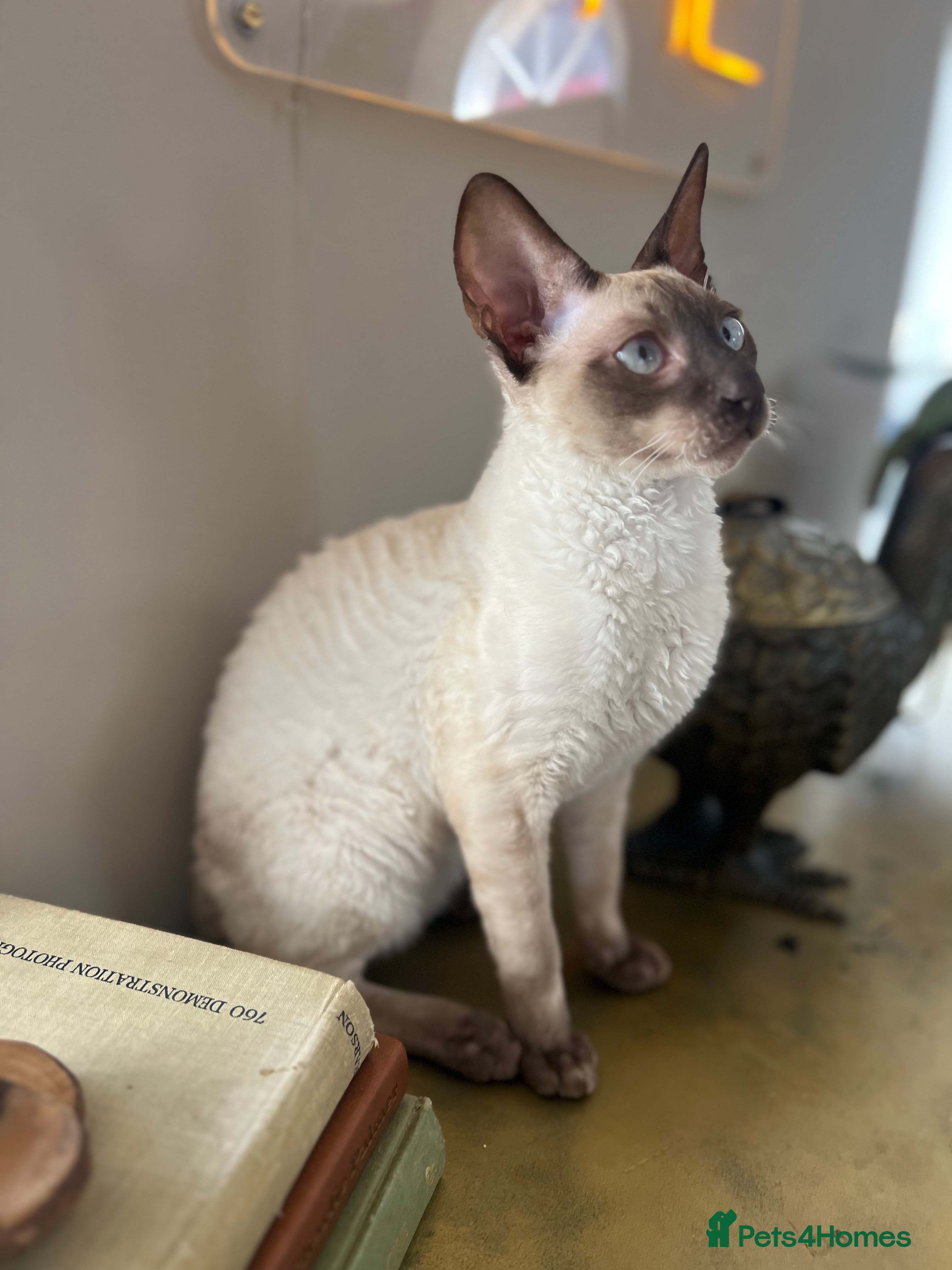 Cornish Rex cats Chocolate point blue eyed male Cornish Rex - Advert 1