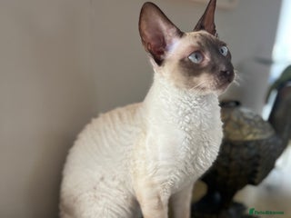 Cornish Rex cats Chocolate point blue eyed male Cornish Rex - Advert 3