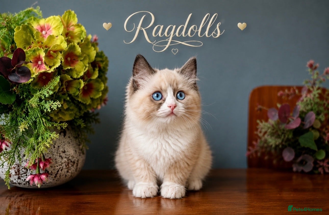 Ragdoll cats Stunning  ragdoll kittens - Advert 3