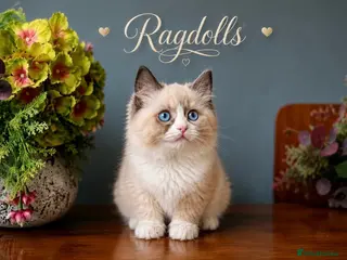 Ragdoll cats Stunning ragdoll kittens - Advert 3
