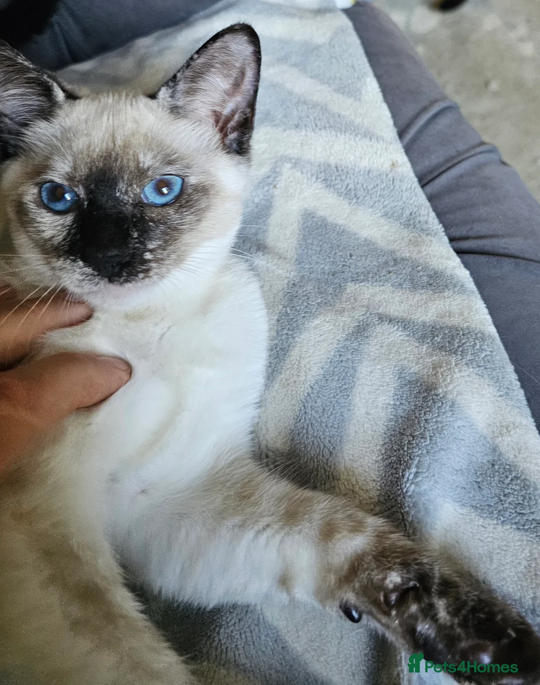 Siamese cats for sale: Siamese X Sphynx kittens - Advert 18