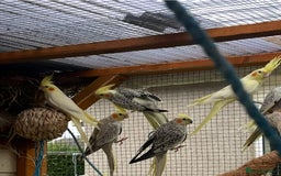 Cockatiels birds for sale: Cockatiels  - Image 1