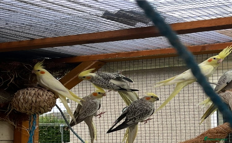 Cockatiels birds - Advert 1
