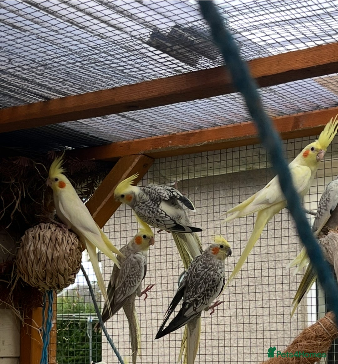Cockatiels birds for sale: Cockatiels  - Image 1
