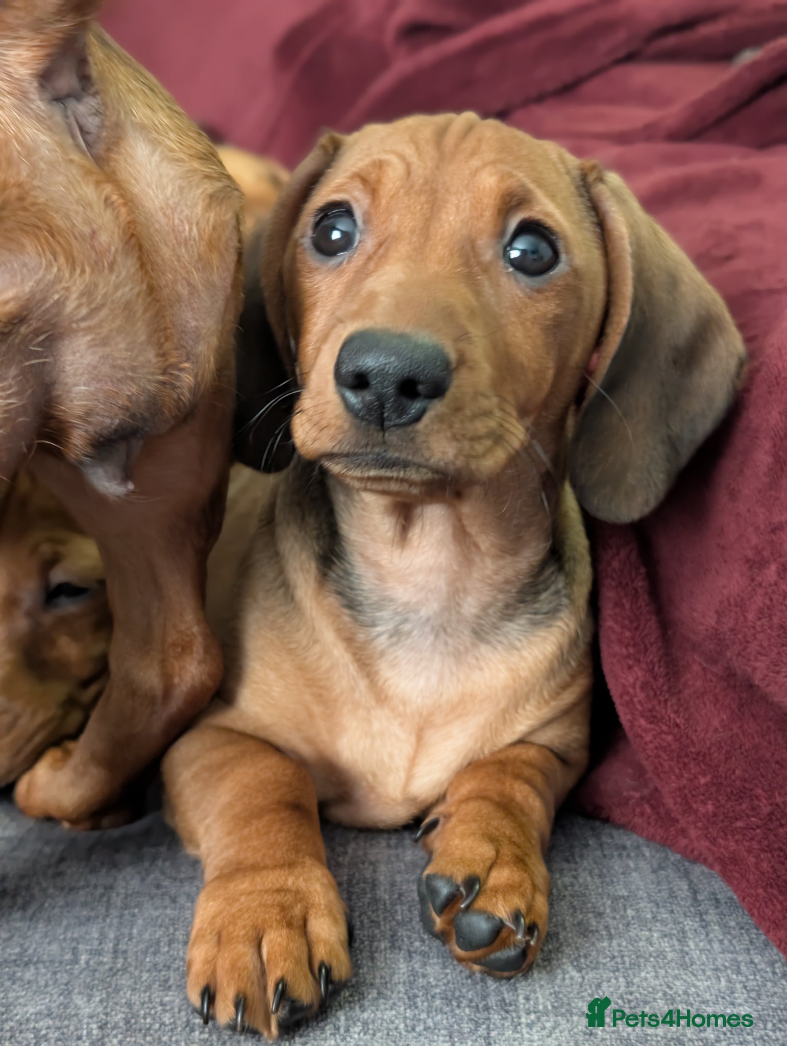 Mixed Breed dogs Female Puppy 3/4 Dachshund cross 1/4pug puppies - Advert 19