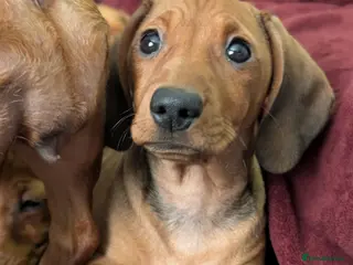 Mixed Breed dogs Female Puppy 3/4 Dachshund cross 1/4pug puppies - Advert 19