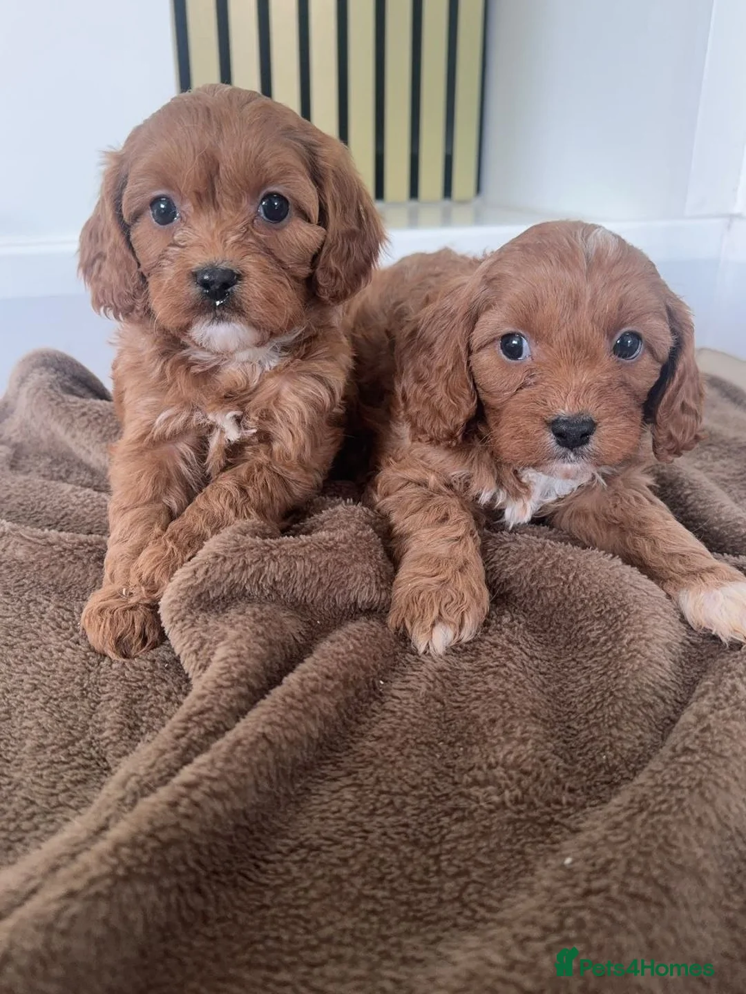 Cavapoo dogs for sale: CAVAPOO PUPPIES  FOR SALE READY FOR REHOMING in South Croydon - Advert 2