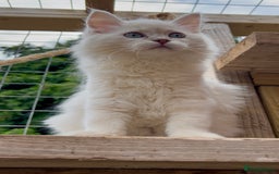Ragdoll cats for sale: Cherubim Ragdoll Lilac Tabby male kitten - Image 6