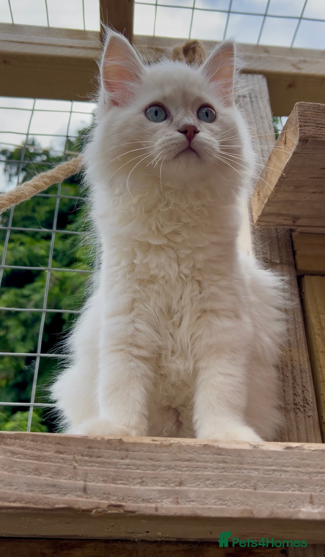 Ragdoll cats for sale: Cherubim Ragdoll Lilac Tabby male kitten - Image 6