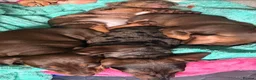 Dachshund dogs for sale: Beautiful dachshund pups - Advert 24