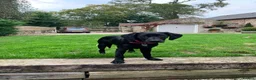 Labrador Retriever dogs for sale: Labrador puppies in Alnwick - Advert 1