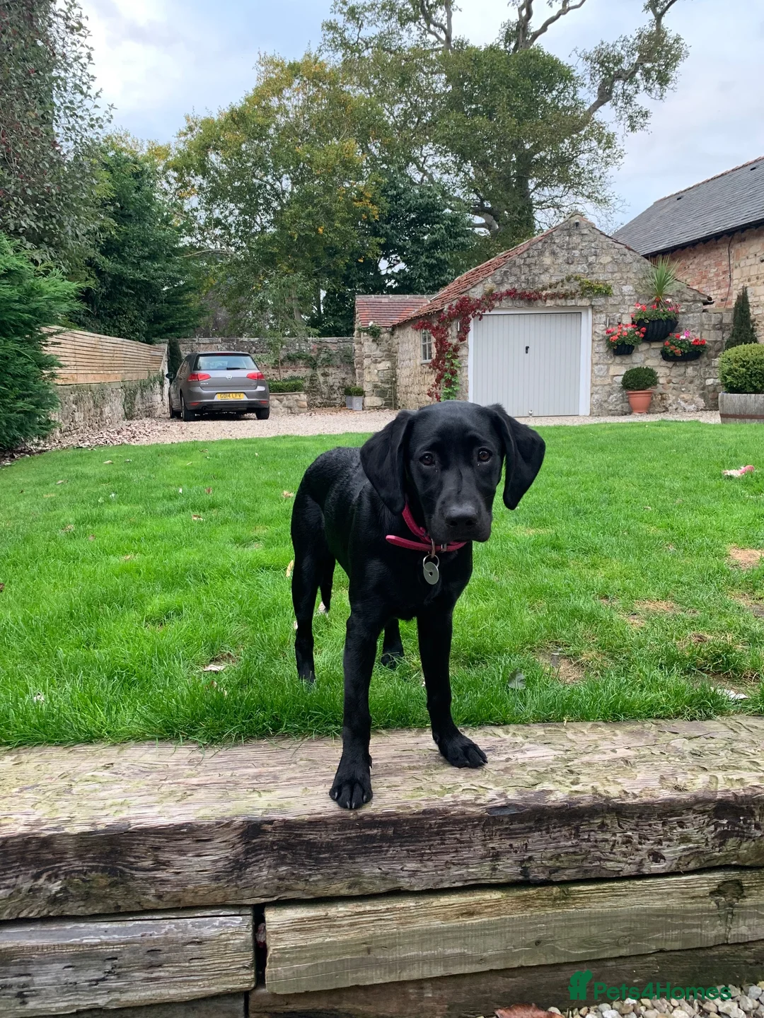 Labrador Retriever dogs for sale: Labrador puppies in Alnwick - Advert 1