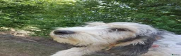 Basset Griffon Vendeen dogs for sale: Griffon grand bassets  - Advert 5