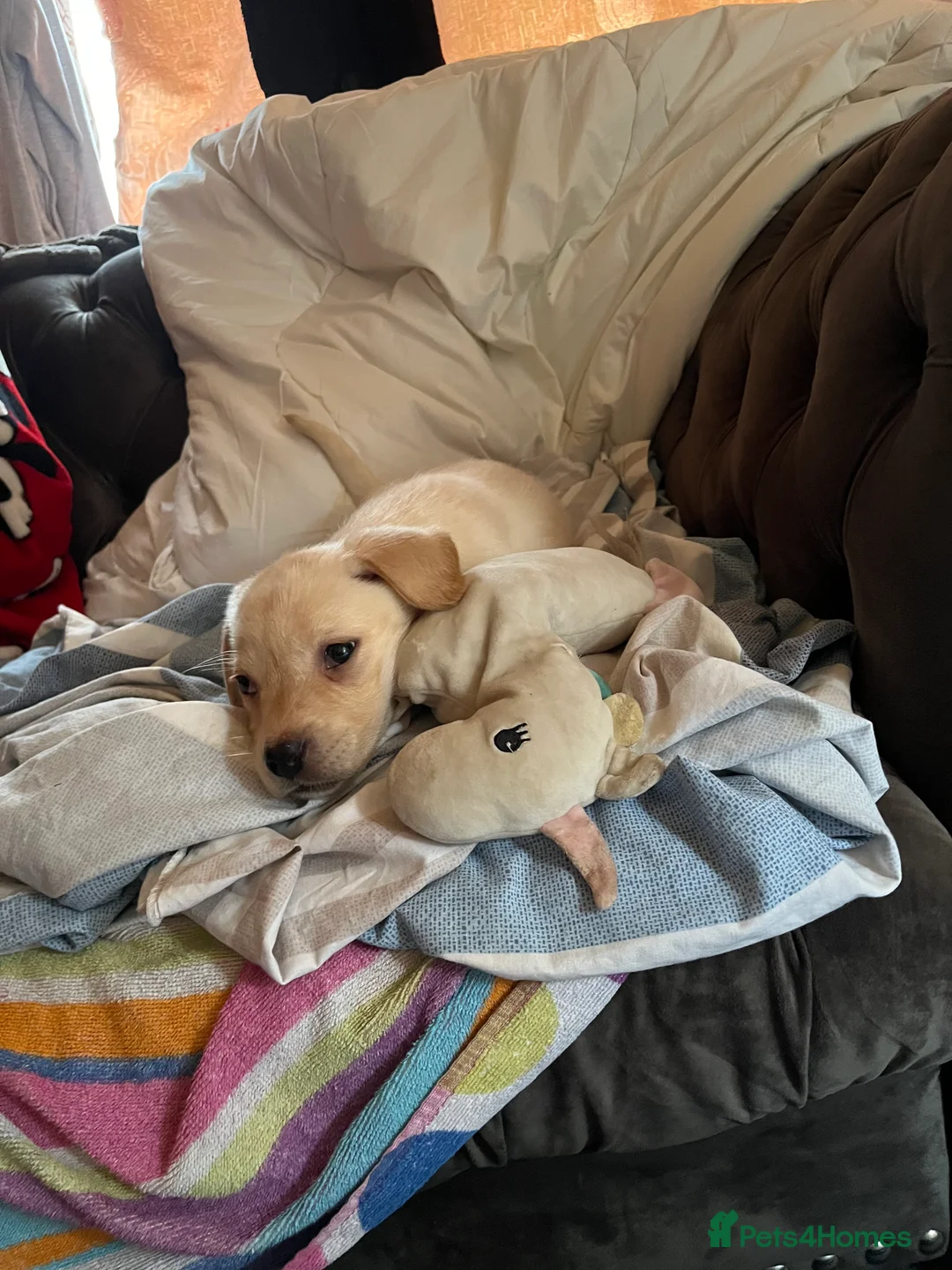 Labrador Retriever dogs for sale: Labrador puppys - Advert 3