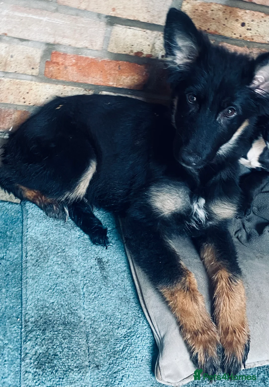 German Shepherd dogs for sale: German Shepered  - Advert 1
