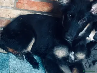 German Shepherd dogs German Shepered - Advert 1