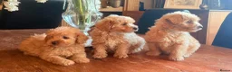 Mixed Breed dogs for sale: RARE STUNNING cute F1 cairn-oodles ❤️🐾 - Advert 2