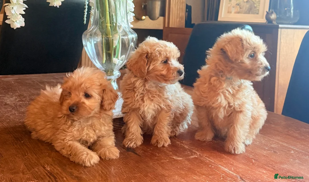 Mixed Breed dogs for sale: RARE STUNNING cute F1 cairn-oodles ❤️🐾 - Advert 2