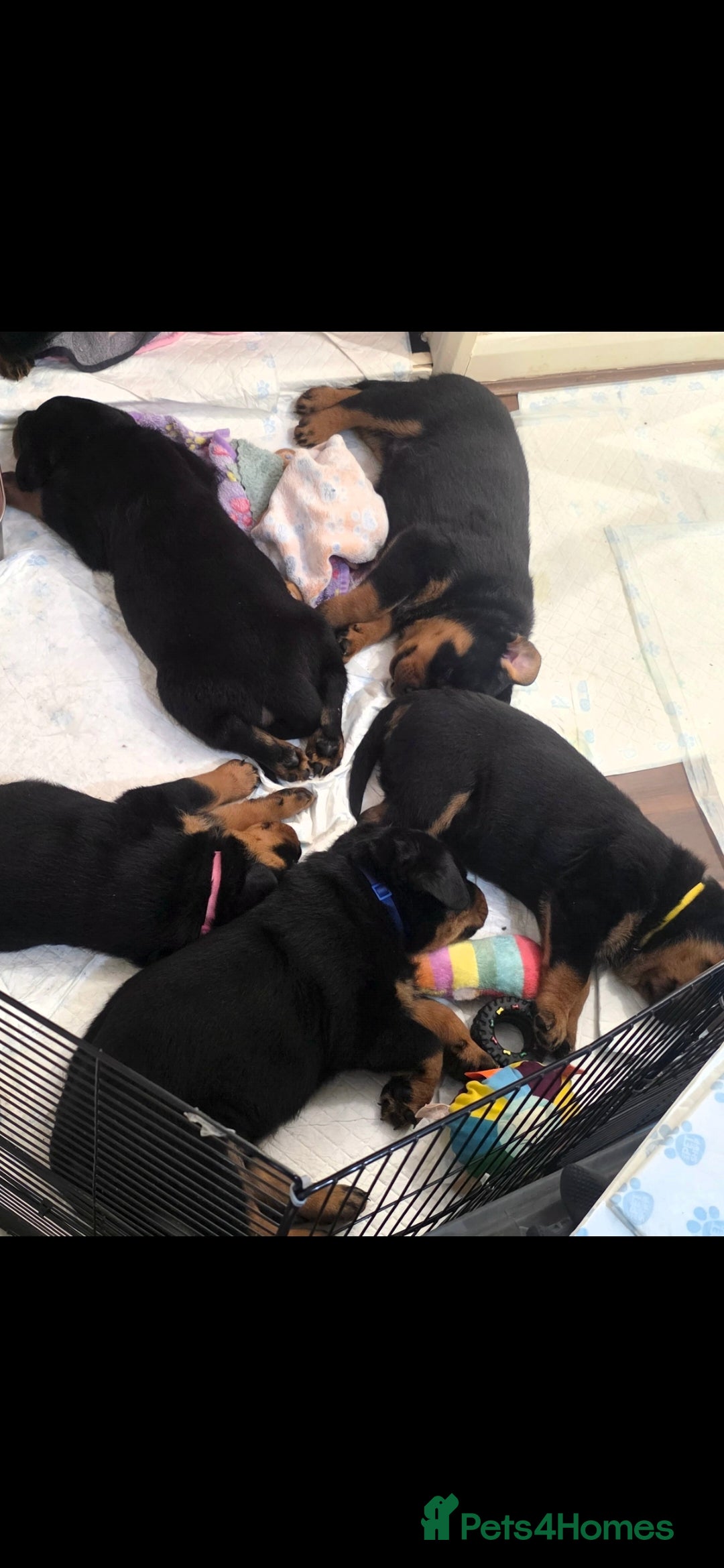 Rottweiler dogs Kc rottweiler viewing welcom. - Advert 13