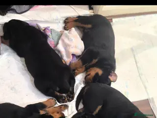 Rottweiler dogs Kc rottweiler viewing welcom. - Advert 13