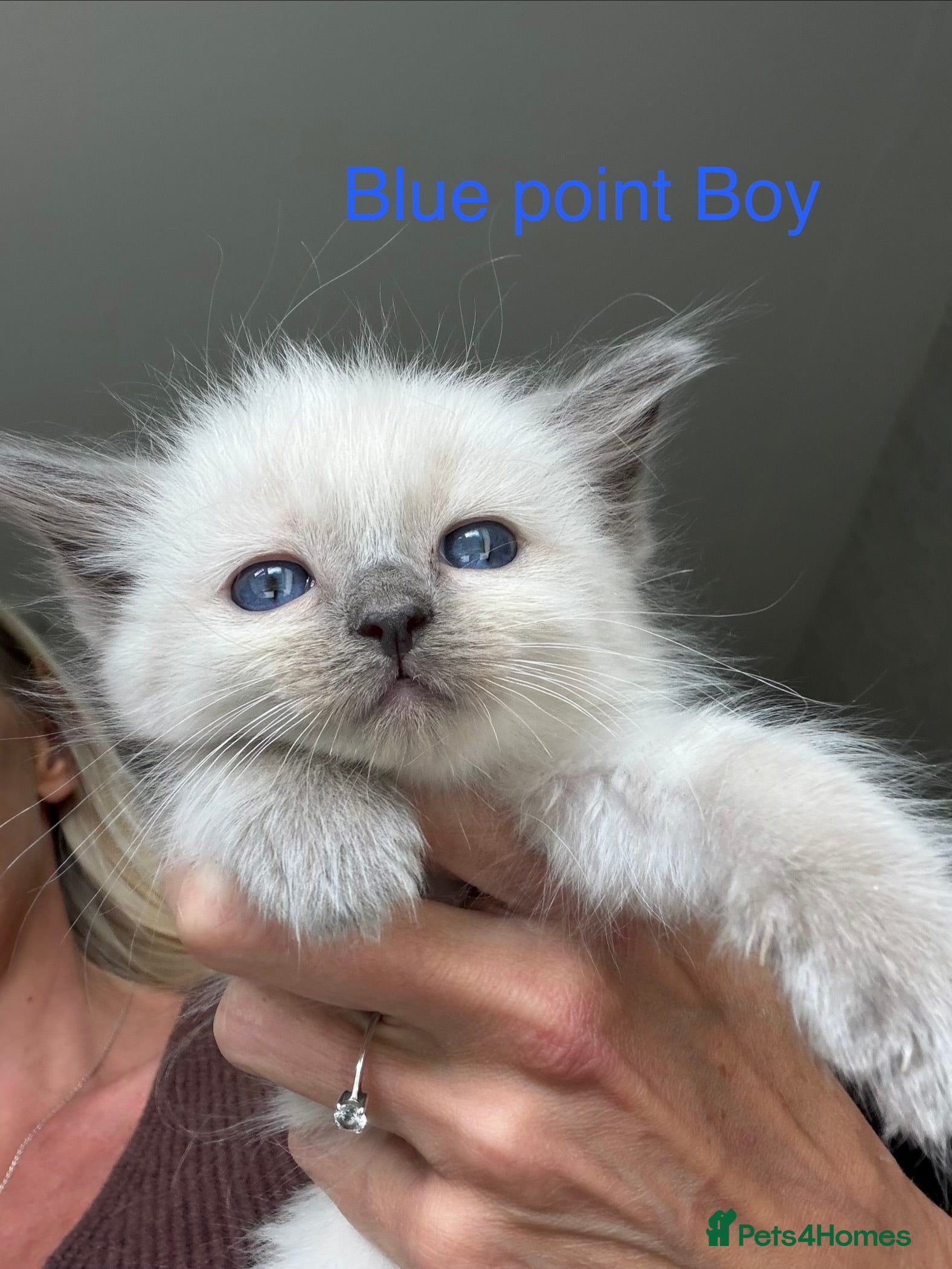 Ragdoll cats Full Ragdoll Kittens - Ready now Mink - Advert 2