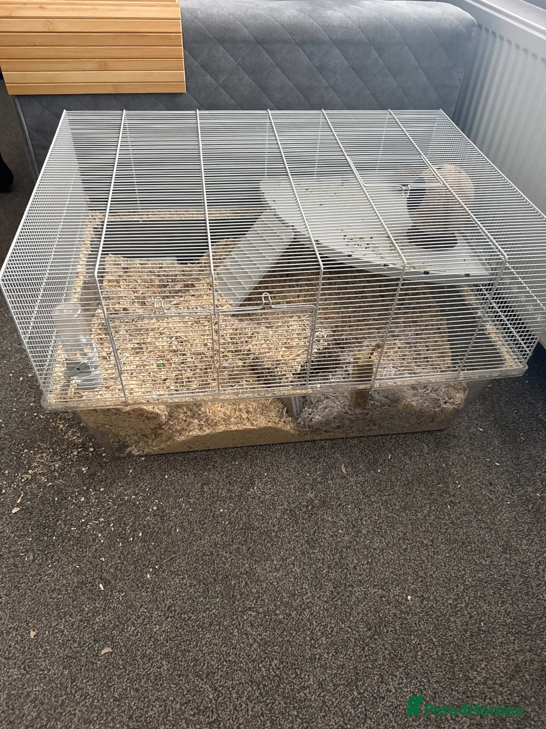 Gerbil rodents for sale: 2 x Female Gerbils  in Jedburgh - Advert 2
