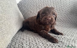 Cockapoo dogs for sale: F1 Cockapoo puppies  - Image 4