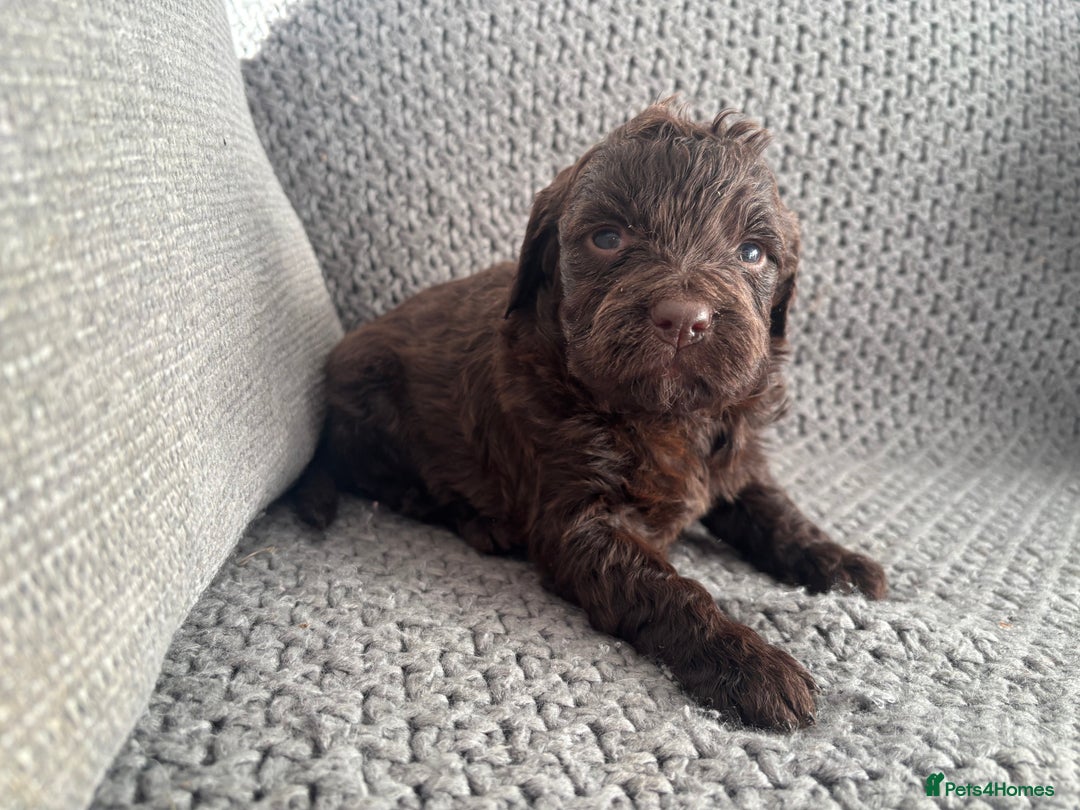 Cockapoo dogs for sale: F1 Cockapoo puppies  - Image 4