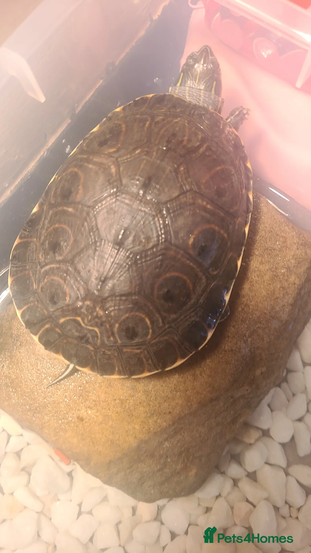 Turtle reptiles for sale: Terapin - Advert 1