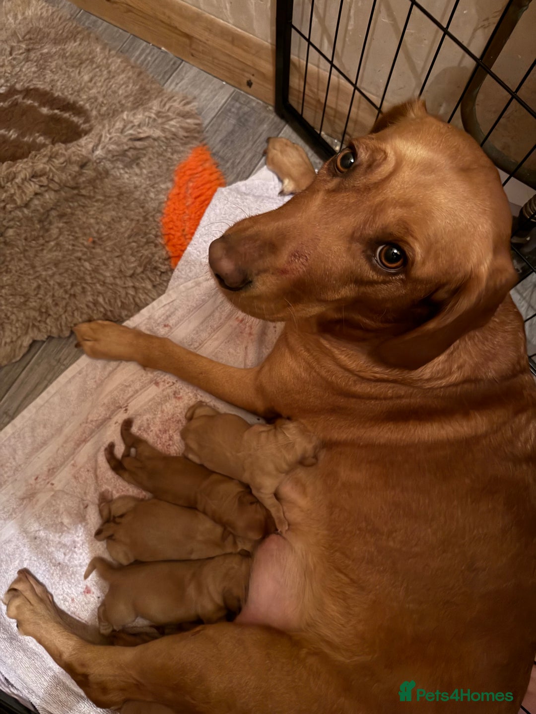 Cockerdor dogs for sale: FOX RED COCKERDOR PUPS  - Image 7