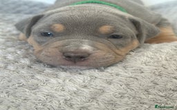 American Bully dogs for sale: Pocket Bullies ( not banned breed) - Image 2