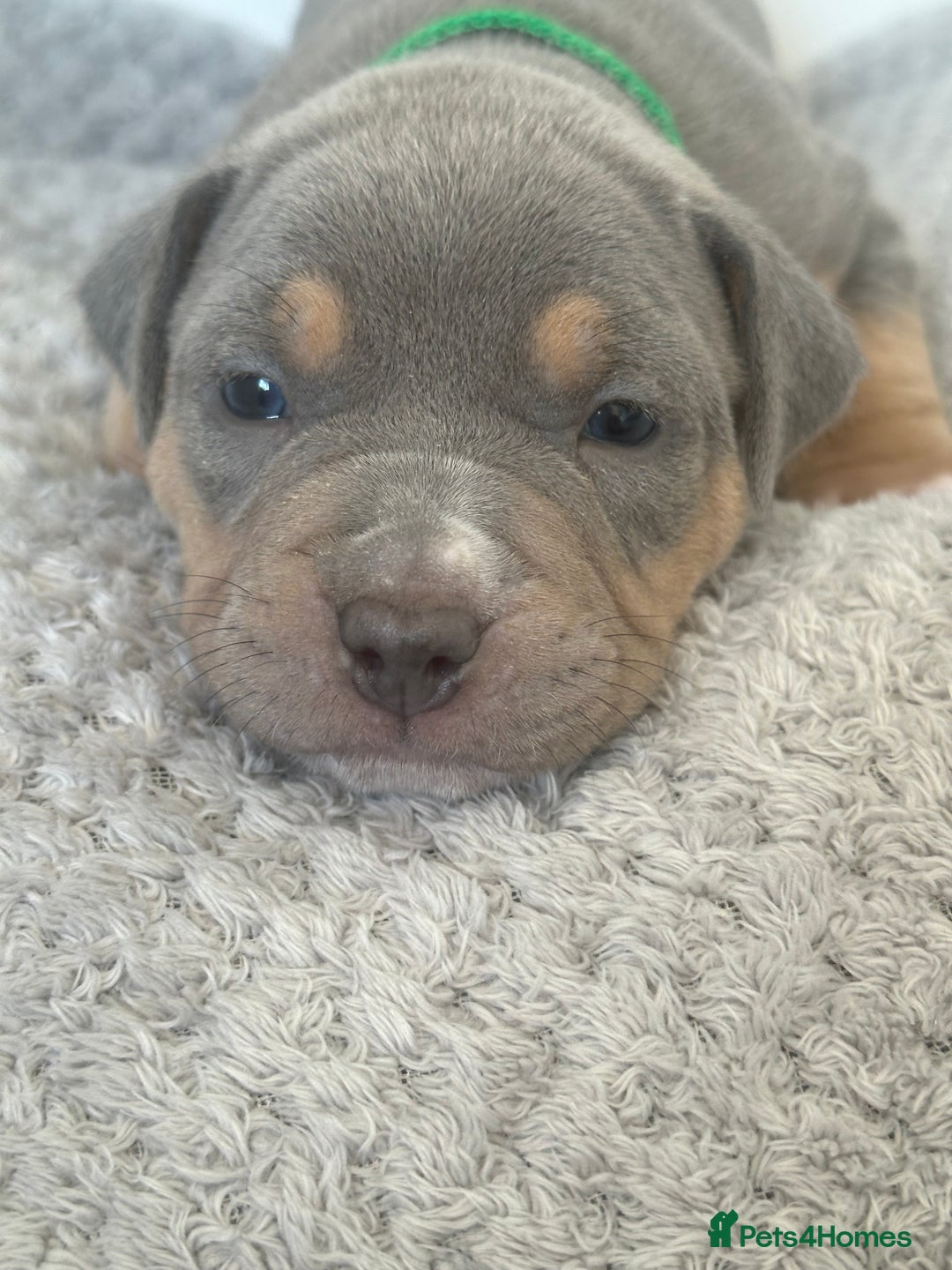 American Bully dogs for sale: Pocket Bullies ( not banned breed) - Image 2
