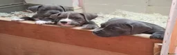 Mixed Breed dogs for sale: Victorian Bulldog × Staffy Puppies 4 Loving Homes - Advert 4