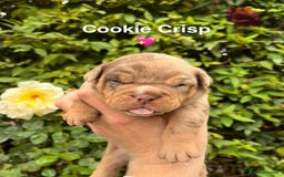 Olde English Bulldogge dogs for sale: RAINBOW OLD ENGLISH LITTER !!! - Image 4