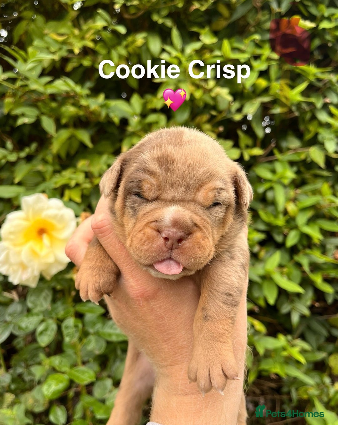 Olde English Bulldogge dogs for sale: RAINBOW OLD ENGLISH LITTER !!! - Image 4