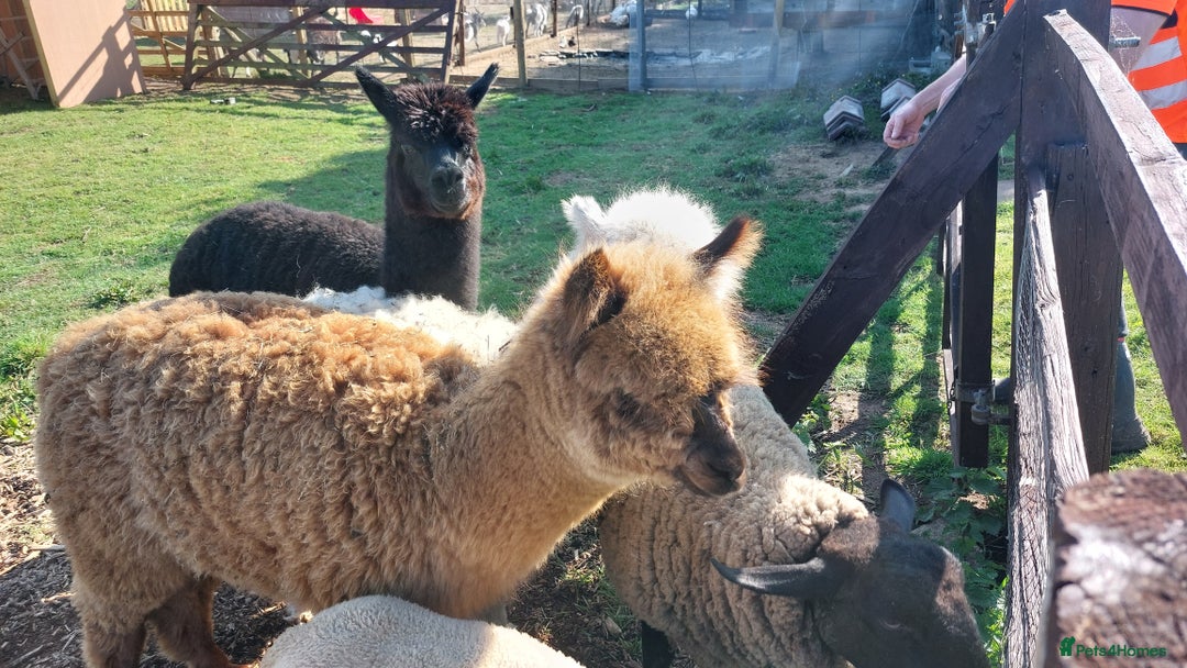 Alpaca livestock for sale: Alpacas 1 Male and 2 Female - Image 8