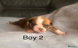 English Bulldog dogs for sale: Kc reg English bulldog puppies 🏴󠁧󠁢󠁥󠁮󠁧󠁿 - Image 7