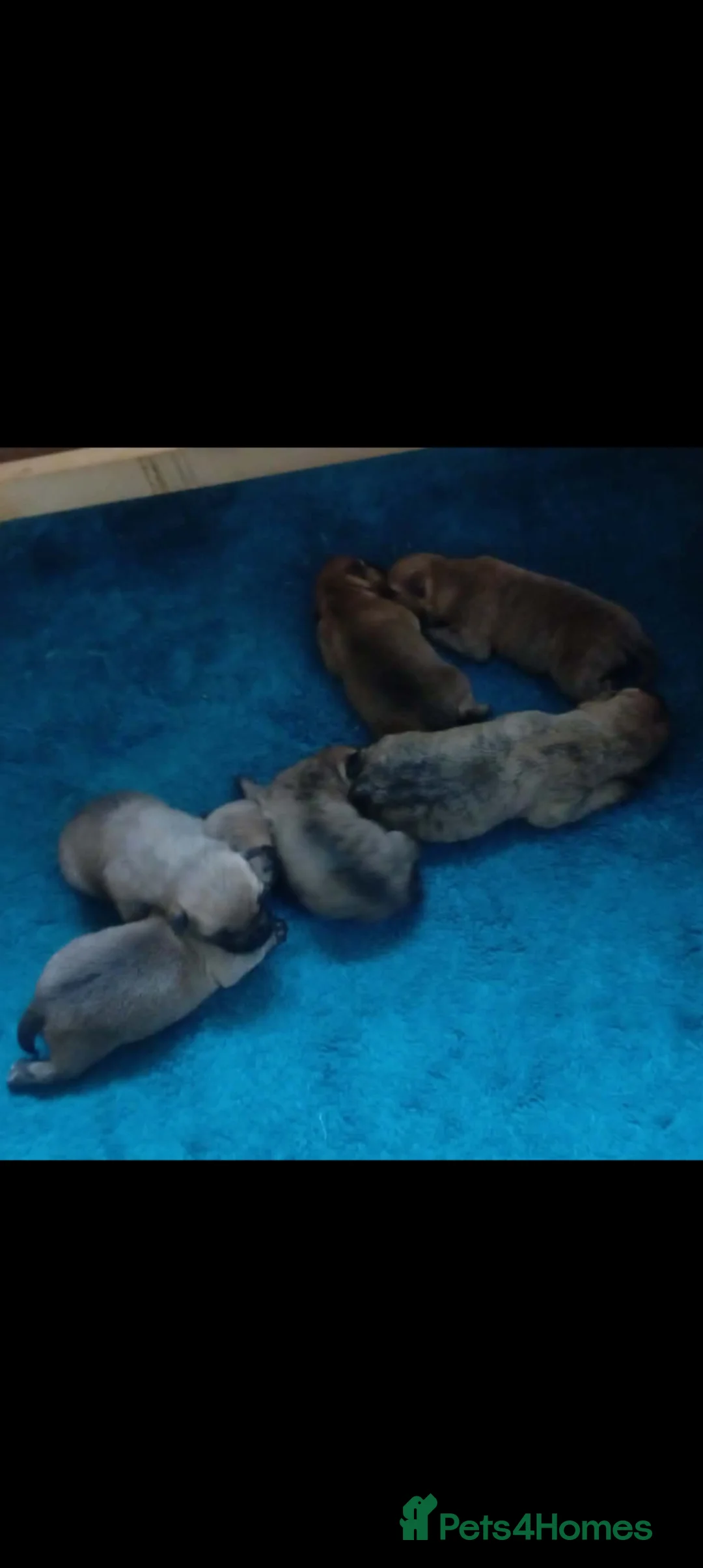Cairn Terrier dogs for sale: KC registered Cairn terriers in Denbigh - Advert 2