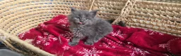 Maine Coon cats for sale: Maine Coon Kitten Reservation  - Advert 8