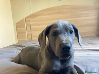 Great Dane dogs Great Dane puppies - Advert 4