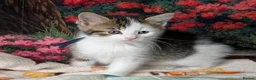 Domestic Shorthair cats for sale: Domestic Shorthair Kittens - Advert 20