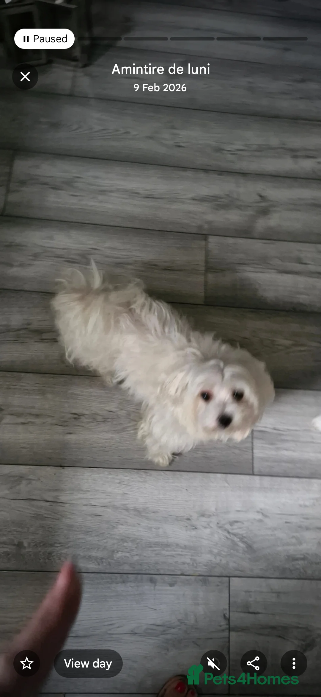 Maltese dogs for sale: Maltese puppies - Advert 1