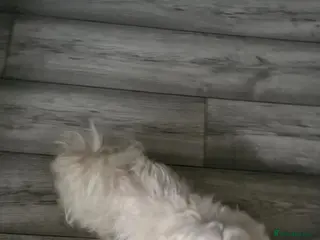 Maltese dogs Maltese puppies - Advert 3