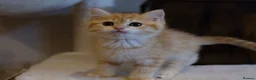 British Shorthair cats for sale: BSH Golden boys TICA Reg  - Advert 6