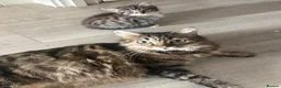 Siberian cats for sale: Beautiful Siberian x kittens  - Advert 1