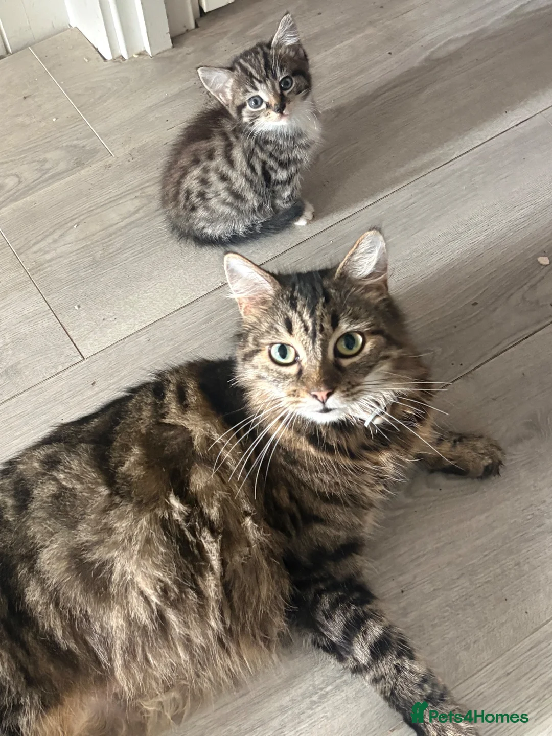 Siberian cats for sale: Beautiful Siberian x kittens  - Advert 1